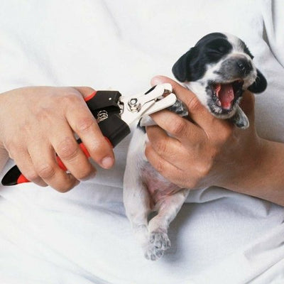 New Pet Nail Clipper Cutter Scissors Dog Cat Rabbit Toe Claw Paw Grooming Shears