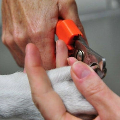 New Pet Nail Clipper Cutter Scissors Dog Cat Rabbit Toe Claw Paw Grooming Shears