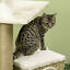 Cat Tree Activity Center w/ Jute Scratching Post, Condo, Hanging Ball Toy