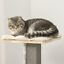 Modern Climbing Activity Cat Tower with Scratching Posts Cat Condo Spinning Toy