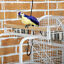 64&quot; Parrot Cage Bird Cages for Cockatiel Budgie Lovebird Parrotlet W/ Stand