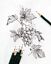 Camlin Hexagonal Drawing Pencil For Design &amp; Drafting Art Tool Kit for students